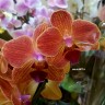 Орхидея Phalaenopsis Maria Theresa (отцвел)