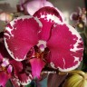Орхидея Phalaenopsis Heart Breaker     
