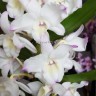 Орхидея Dendrobium nobile Sea Mary (отцвёл, деленка) 