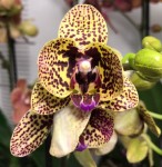 Орхидея Phalaenopsis Borneo, multiflora (отцвёл)