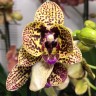 Орхидея Phalaenopsis Borneo, multiflora (отцвёл)
