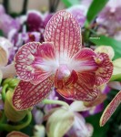 Орхидея Phalaenopsis Ravello (отцвел)