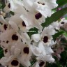 Орхидея Dendrobium nobile 'Dark Eye' (отцвел)