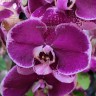 Орхидея Phalaenopsis Devotion (отцвел)