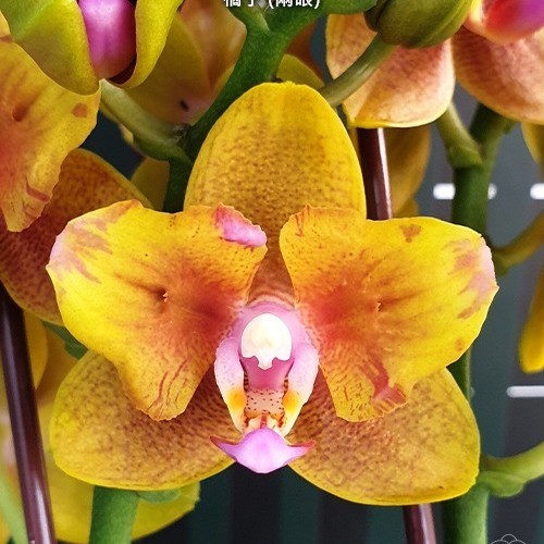 Орхидея Phalaenopsis Lioulin Orange, peloric 2 eyes (еще не цвел)  