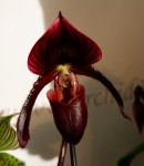 Орхидея Paphiopedilum Red Shift x Maudiae 