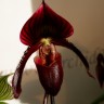 Орхидея Paphiopedilum Red Shift x Maudiae 