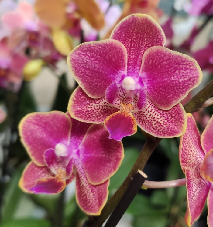 Орхидея Phalaenopsis Super, multiflora (отцвел)