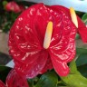 Anthurium Jambo Red (деленка без цветов)