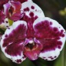 Орхидея Phalaenopsis Purple Rain (отцвел)