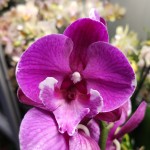 Орхидея Phalaenopsis Black Bear, Big Lip (отцвел)