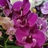 Орхидея Phalaenopsis Black Bear, Big Lip (отцвел)
