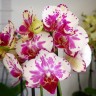 Орхидея Phalaenopsis, midi (отцвел)