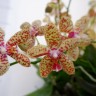 Орхидея Phal. Rheingold x phal. pallens, multiflora (отцвел)