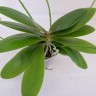 Орхидея Phal. Rheingold x phal. pallens, multiflora (отцвел)