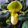 Орхидея Paphiopedilum Pinocchio alba (отцвел)