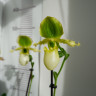 Орхидея Paphiopedilum Pinocchio alba (отцвел)