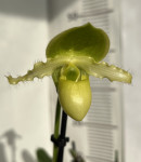 Орхидея Paphiopedilum Pinocchio alba (отцвел)