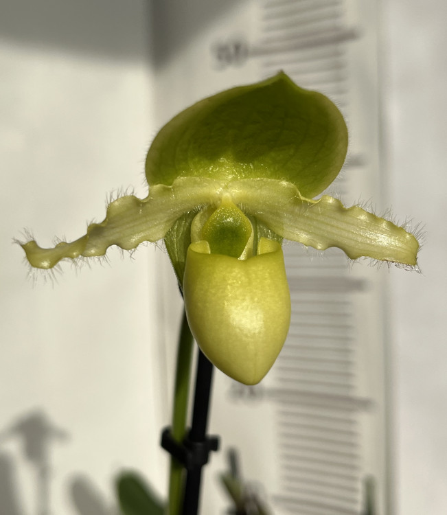 Орхидея Paphiopedilum Pinocchio alba (отцвел)