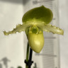 Орхидея Paphiopedilum Pinocchio alba (отцвел)