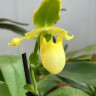 Орхидея Paphiopedilum Pinocchio alba (отцвел) d-11см