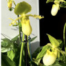 Орхидея Paphiopedilum Pinocchio alba (отцвел) d-11см