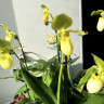 Орхидея Paphiopedilum Pinocchio alba (отцвел) d-11см