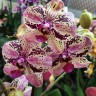 Орхидея Phalaenopsis Frontera (отцвел)