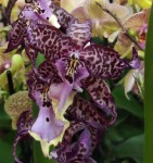 Орхидея Aliceara Memoria Donald Yamada 'Berry' (отцвела, РЕАНИМАШКА)
