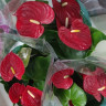 Anthurium Nevada (отцвёл)