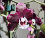 Орхидея Phalaenopsis Kaoda Twinkle (отцвел)