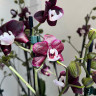 Орхидея Phalaenopsis Kaoda Twinkle (отцвел)