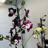 Орхидея Phalaenopsis Kaoda Twinkle (отцвел)