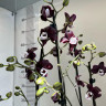 Орхидея Phalaenopsis Kaoda Twinkle (отцвел)