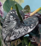 Anthurium Paris Black (отцвёл)