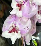 Орхидея Phal. Charming Angelina, Big Lip (отцвел, РЕАНИМАШКА)