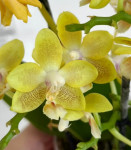 Орхидея Phalaenopsis Golden Pixie, mini