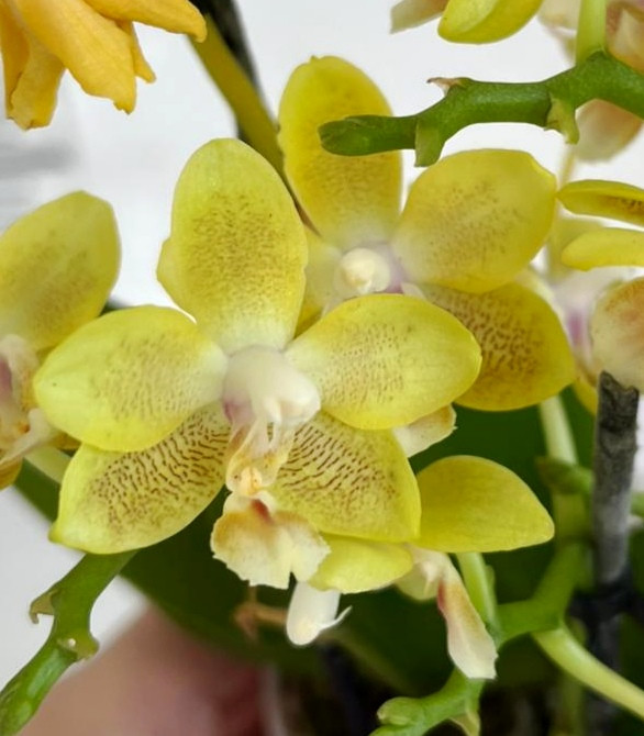 Орхидея Phalaenopsis Golden Pixie, mini