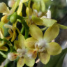 Орхидея Phalaenopsis Golden Pixie, mini