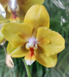 Орхидея Phalaenopsis Young Home Golden Pixie, peloric