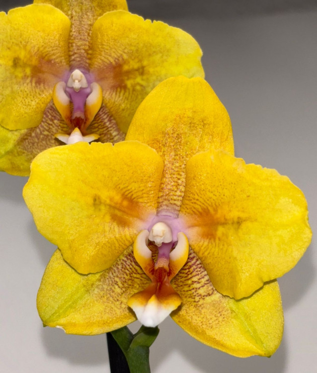 Орхидея Phalaenopsis Young Home Golden Pixie, peloric (отцвёл)