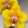 Орхидея Phalaenopsis Young Home Golden Pixie, peloric (отцвёл)