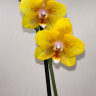 Орхидея Phalaenopsis Young Home Golden Pixie, peloric (отцвёл)