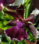 Орхидея Zygopetalum Rhein Moonlight 