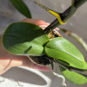 Орхидея Phalaenopsis multiflora (отцвёл, РЕАНИМАШКА) 