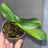 Орхидея Phalaenopsis multiflora (отцвёл, РЕАНИМАШКА) 