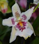 Орхидея Beallara Tahoma Glacier  Green