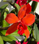 Орхидея Cattleya (отцвела)     