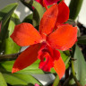 Орхидея Cattleya (отцвела)     