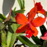 Орхидея Cattleya (отцвела)     